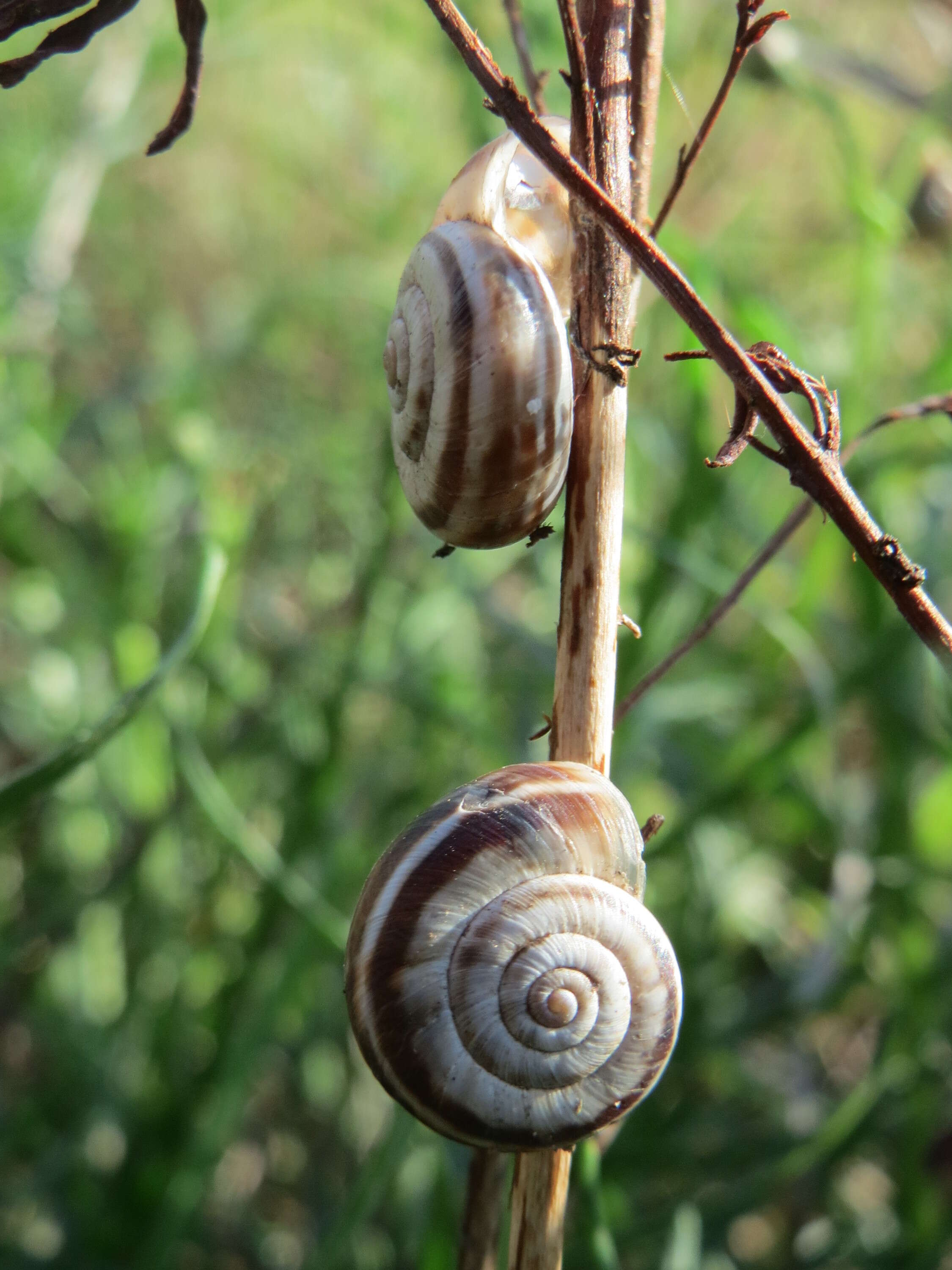 Image of Heath Snail