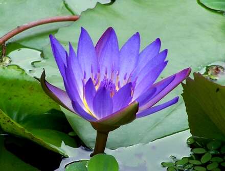 Image of Cape Blue Water-Lily