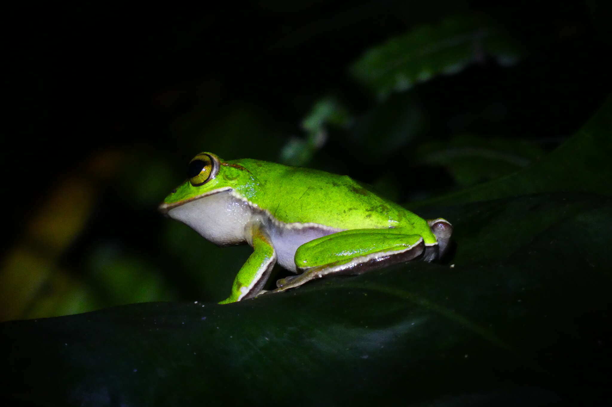 Image of Zhangixalus prasinatus (Mou, Risch & Lue 1983)