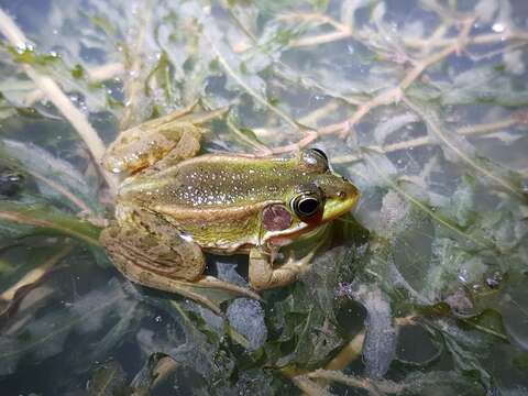 Plancia ëd Pelophylax plancyi (Lataste 1880)