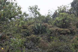 Image of Agave inaequidens subsp. inaequidens