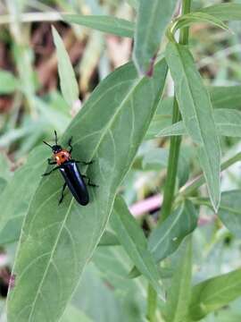 Слика од <i>Tetraphala collaris</i>