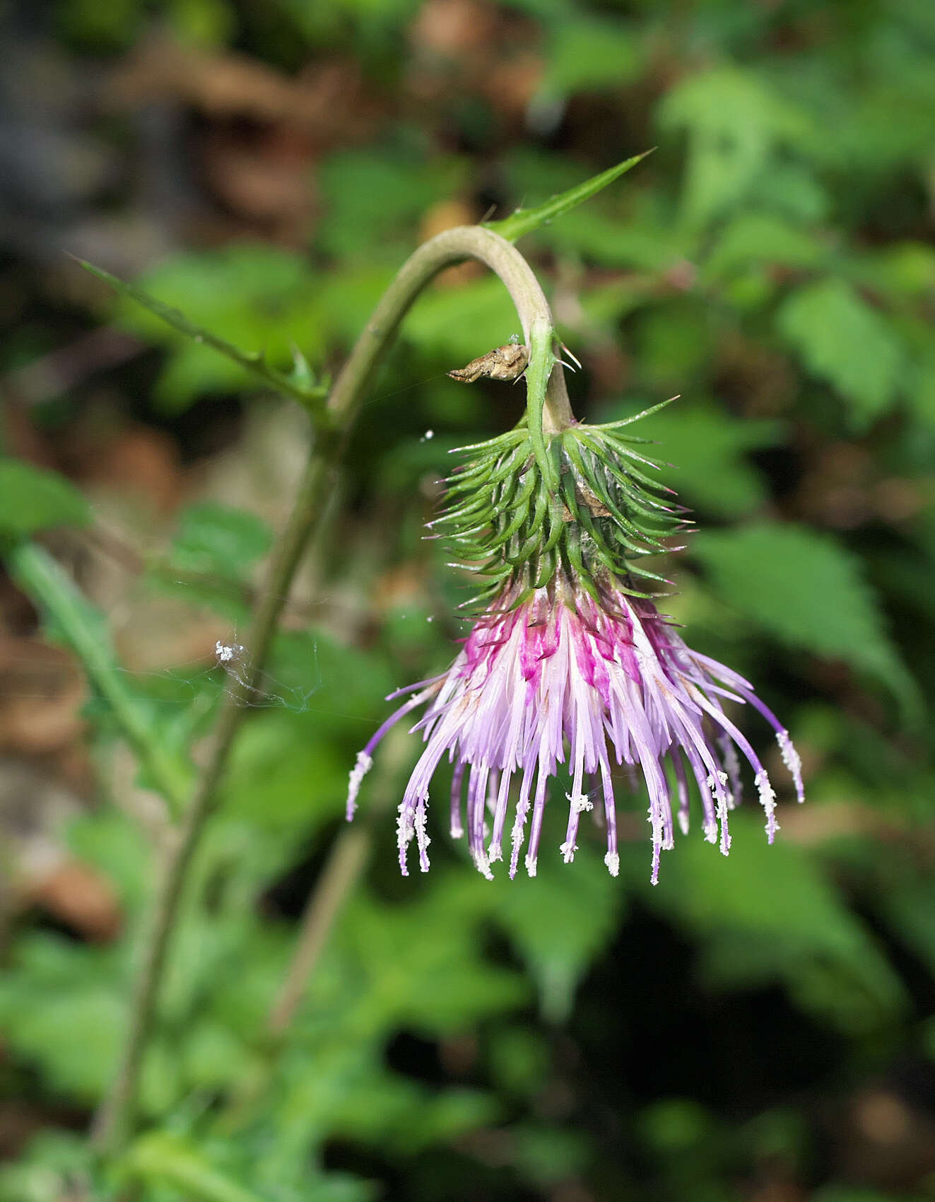 Plancia ëd Cirsium tashiroi Kitam.