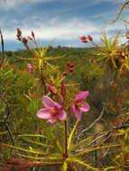 Image of Roridula dentata L.