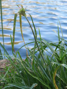 Слика од Cyperus eragrostis Lam.