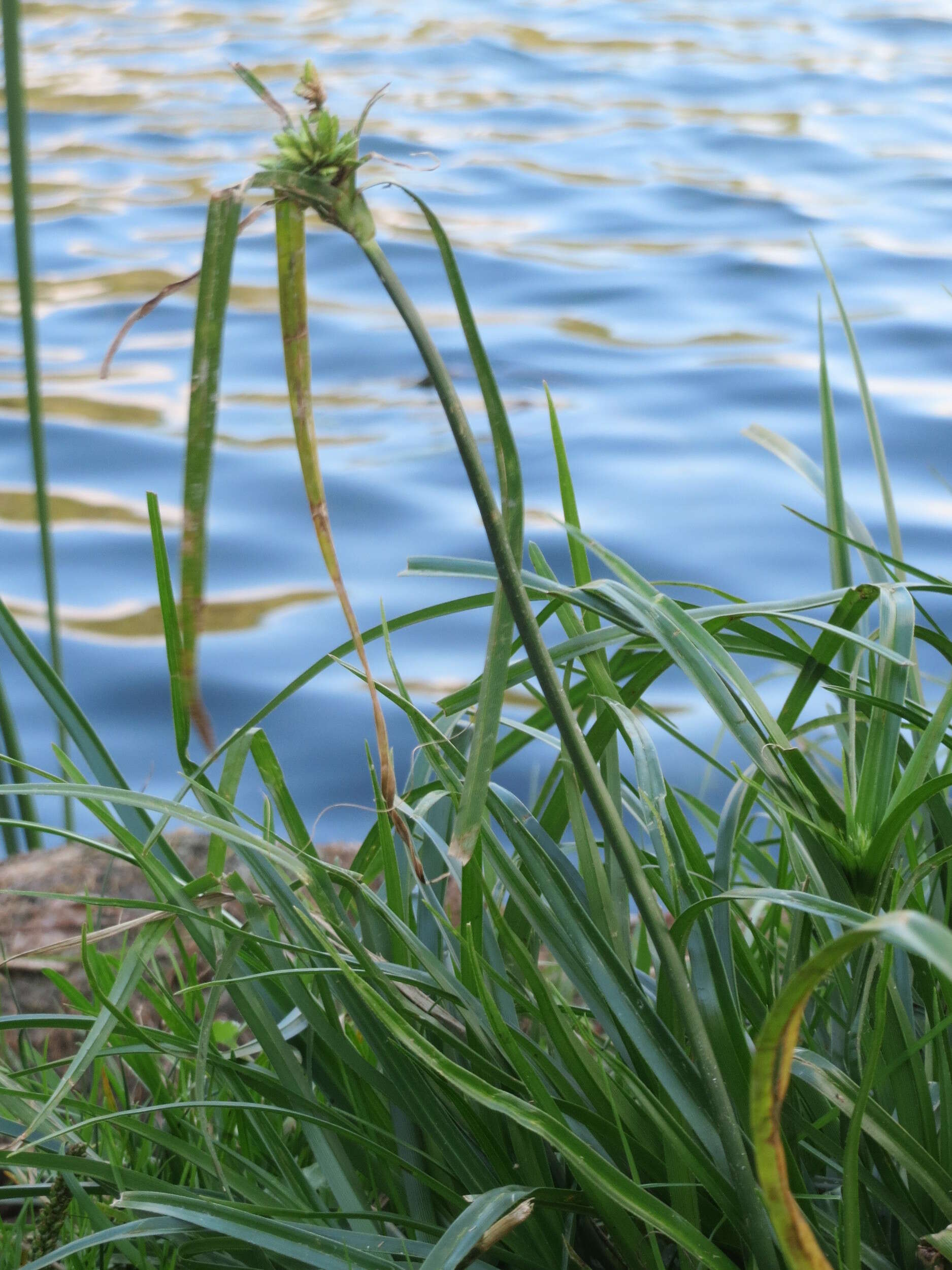 Image of Tall flatsedge