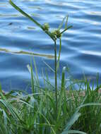 Слика од Cyperus eragrostis Lam.