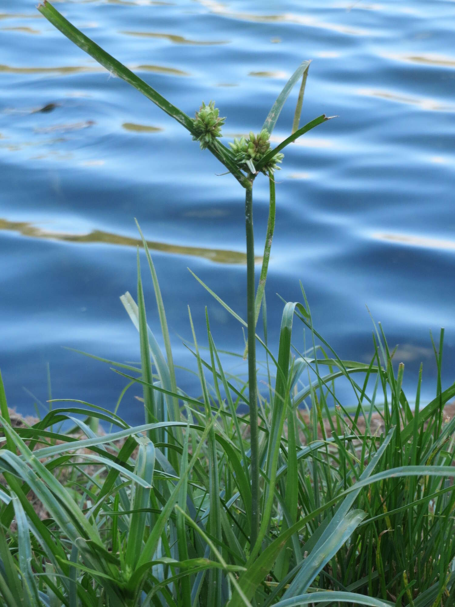 Слика од Cyperus eragrostis Lam.