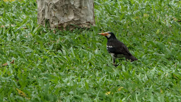 Image of Gracupica floweri