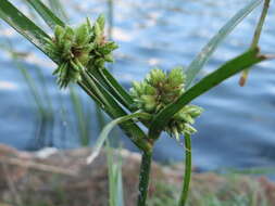 Image of Tall flatsedge