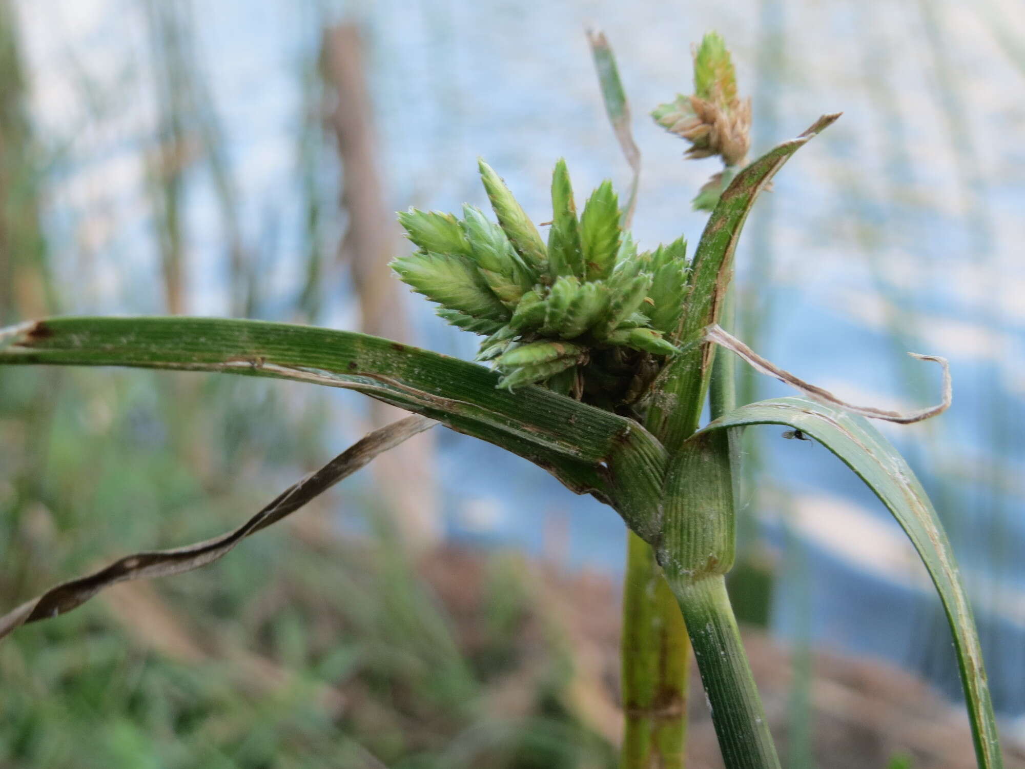 Слика од Cyperus eragrostis Lam.