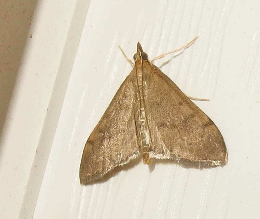 Image of <i>Anania mysippusalis</i>