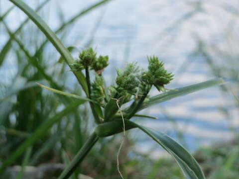 Image of Tall flatsedge