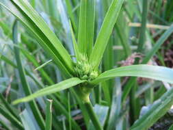 Слика од Cyperus eragrostis Lam.