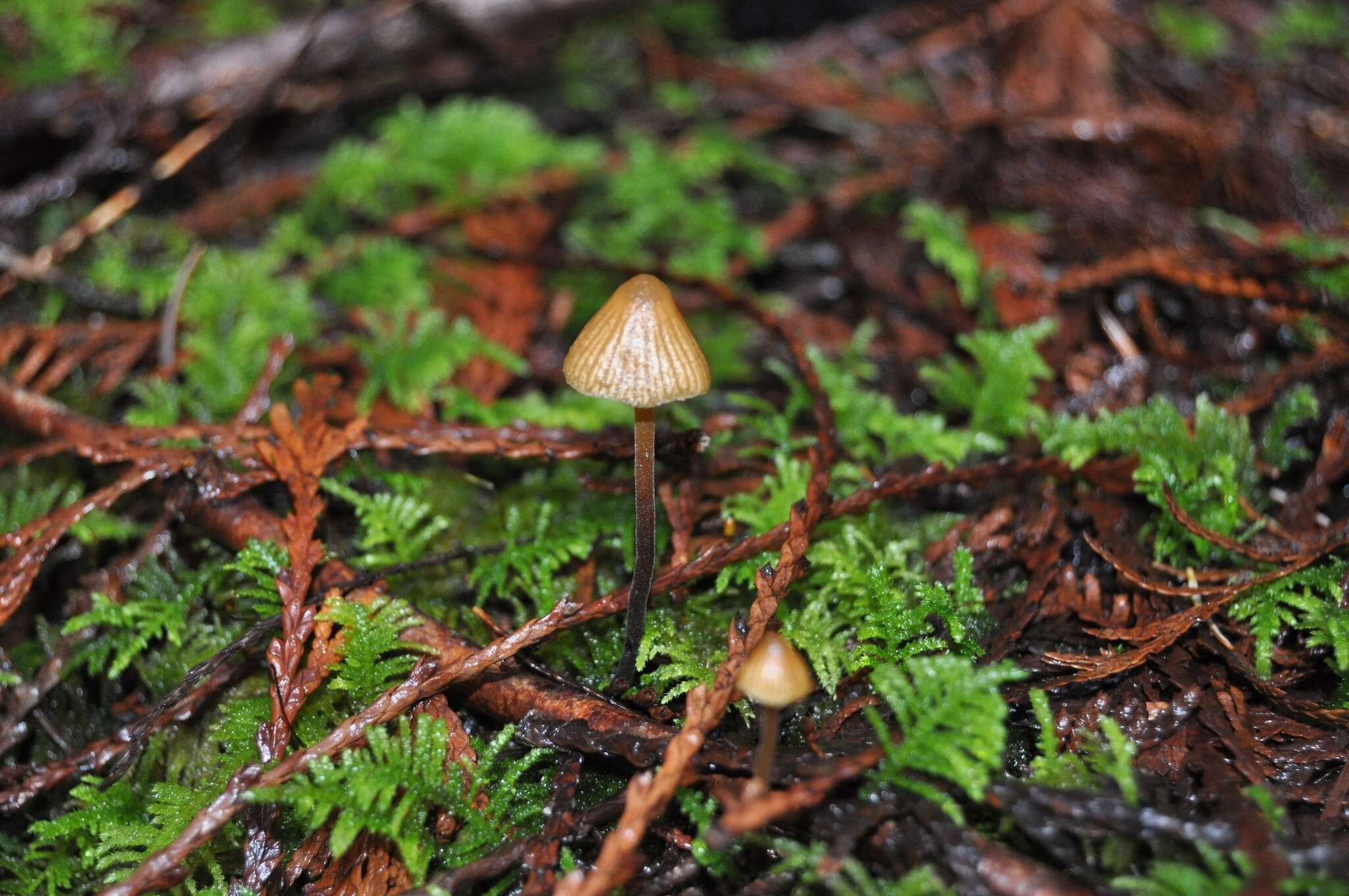 Imagem de Galerina vittiformis (Fr.) Singer 1950