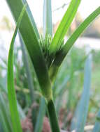 Image of Tall flatsedge