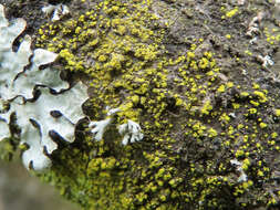 Image of eggyolk lichen