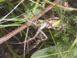 Image of Argiope magnifica L. Koch 1871