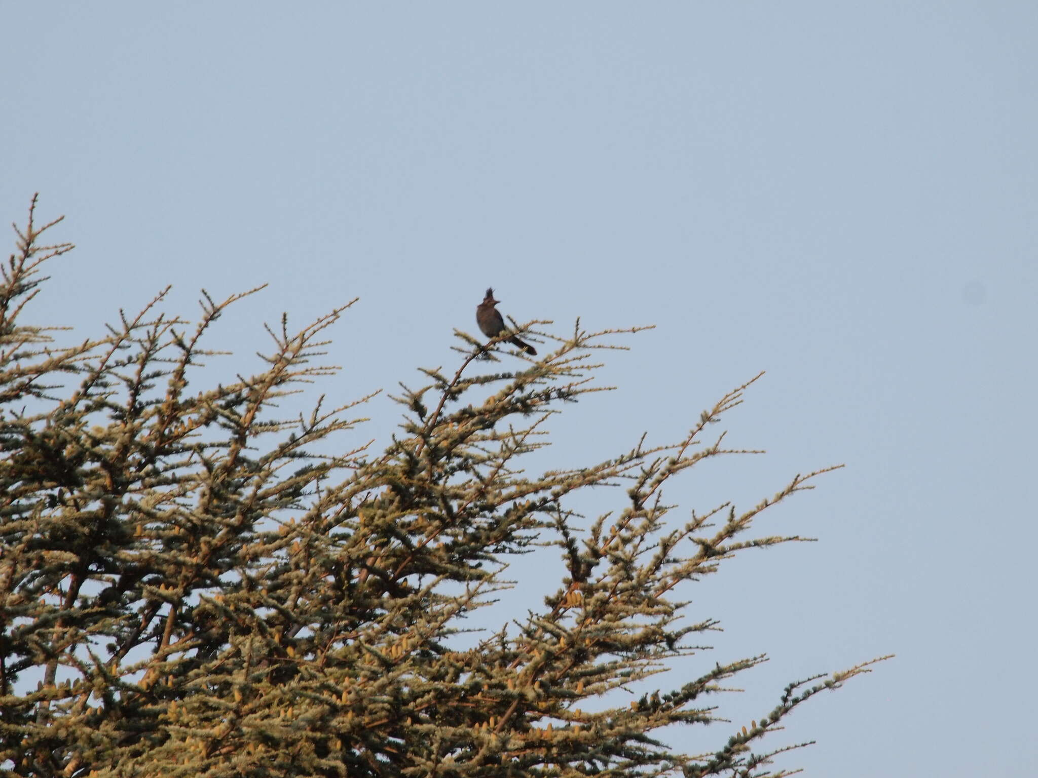 Image of Steller's Jay