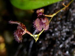 Image of Stelis villosa (Knowles & Westc.) Pridgeon & M. W. Chase