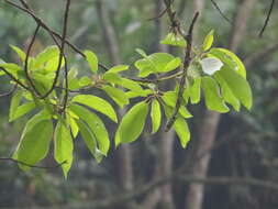 Image of Persea caerulea (Ruiz & Pav.) Mez