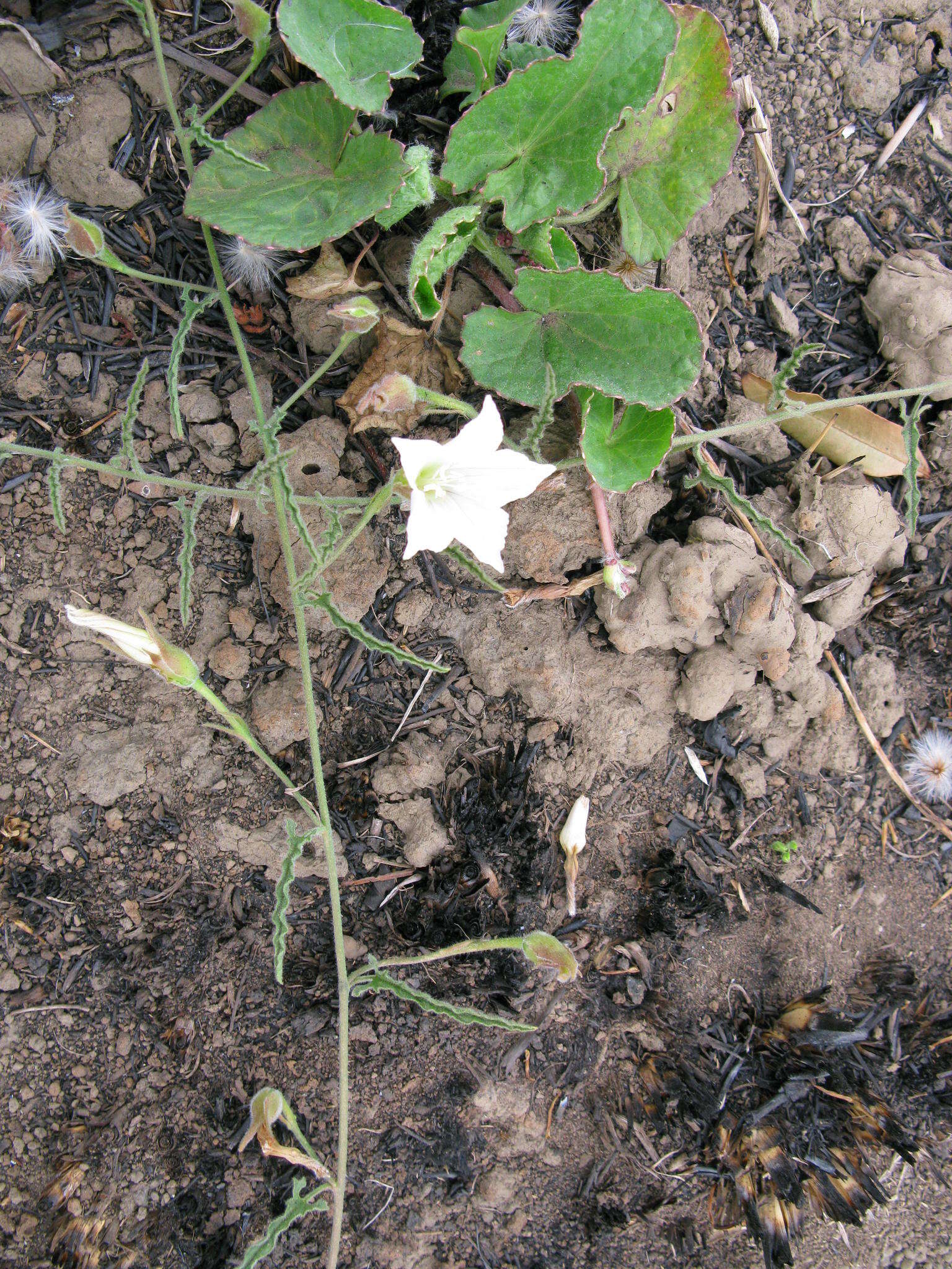 Sivun Convolvulus natalensis Bernh. kuva