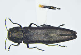 Imagem de Agrilus granulatus (Say 1823)