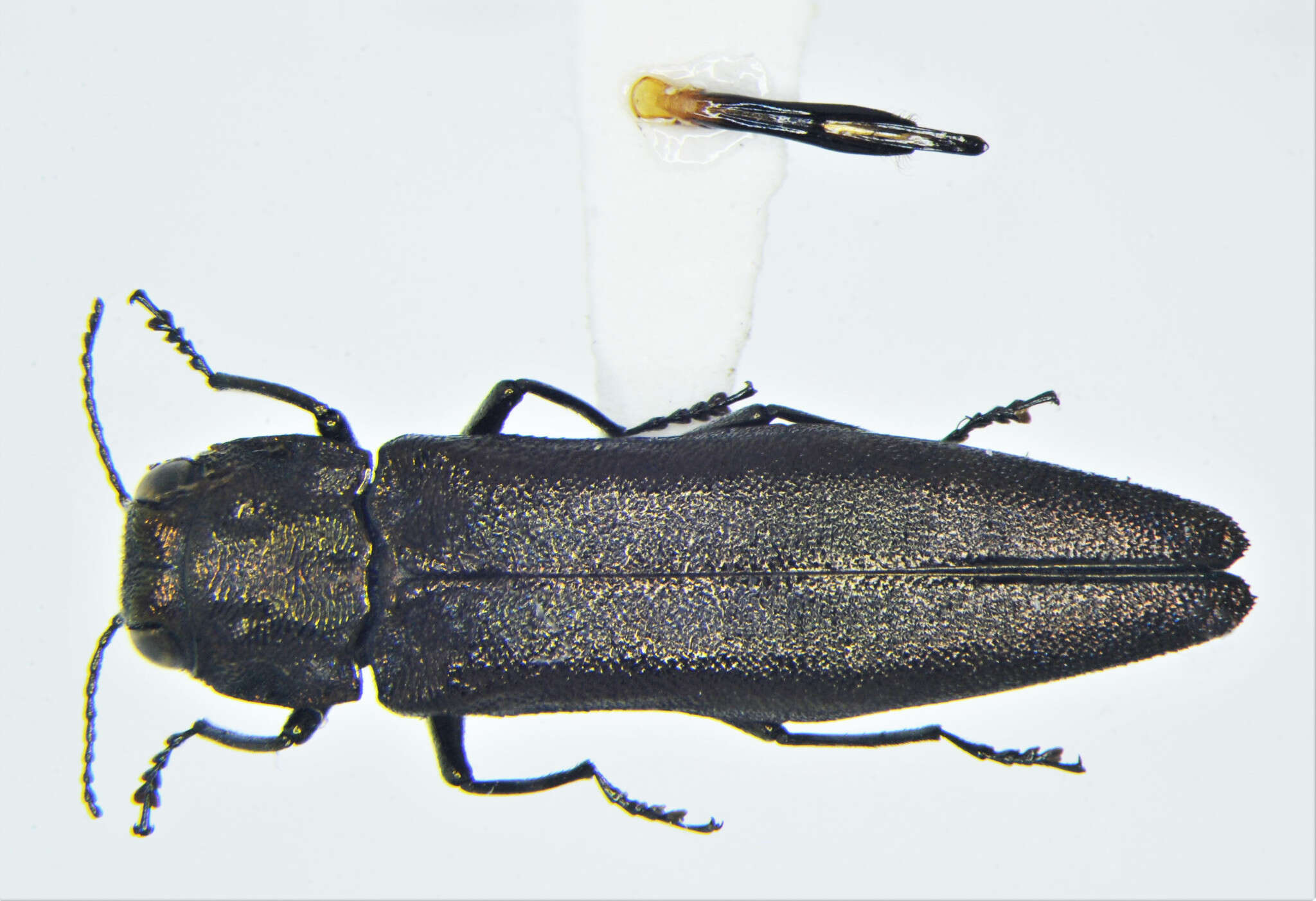 Imagem de Agrilus granulatus (Say 1823)