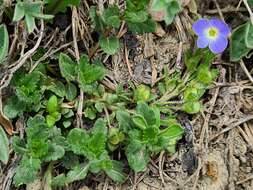 Image of Veronica petraea (Bieb.) Stev.