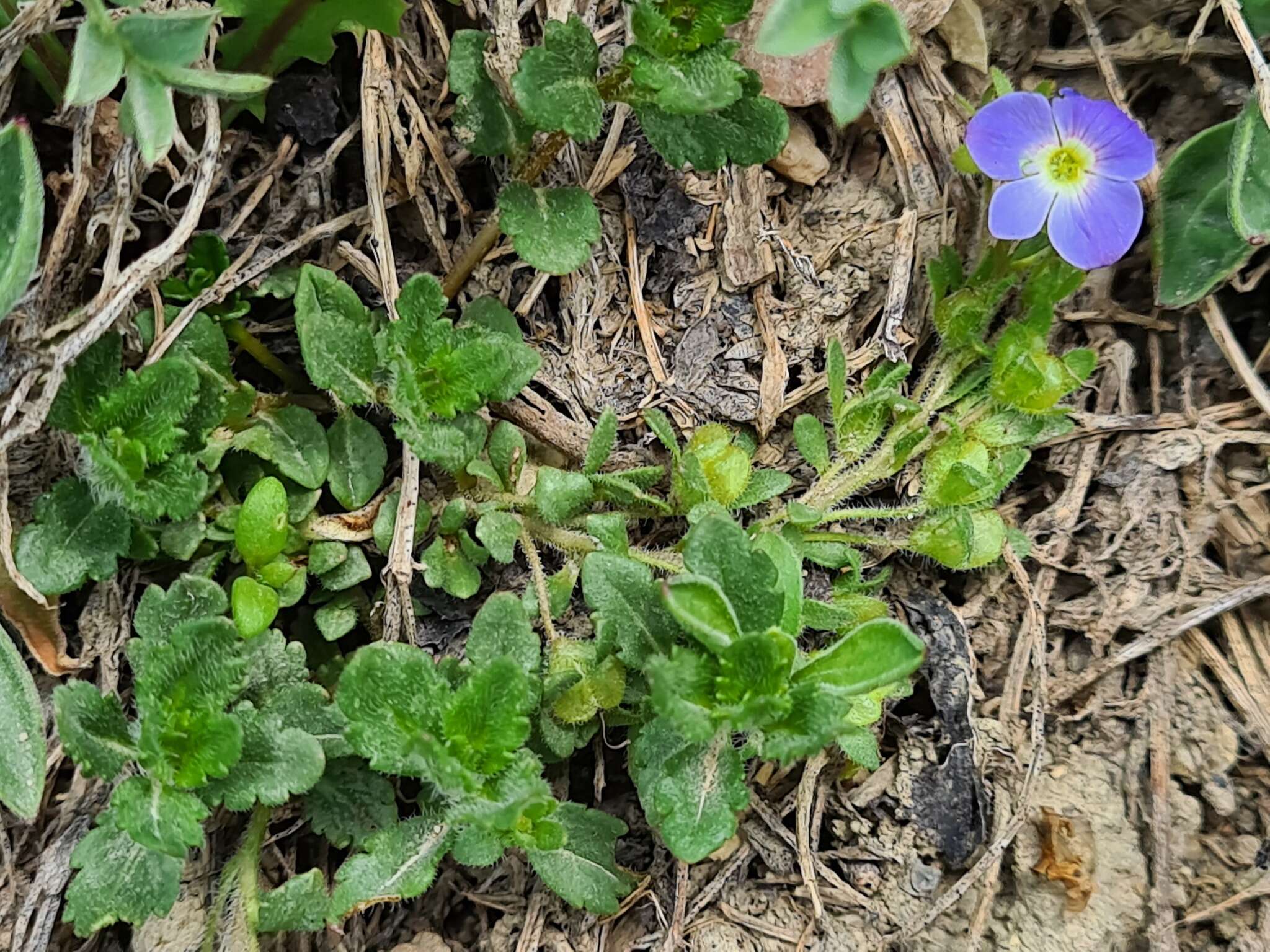 Image of Veronica petraea (Bieb.) Stev.