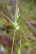 Image of Elliott's Sedge