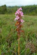 Image of Satyrium nepalense D. Don