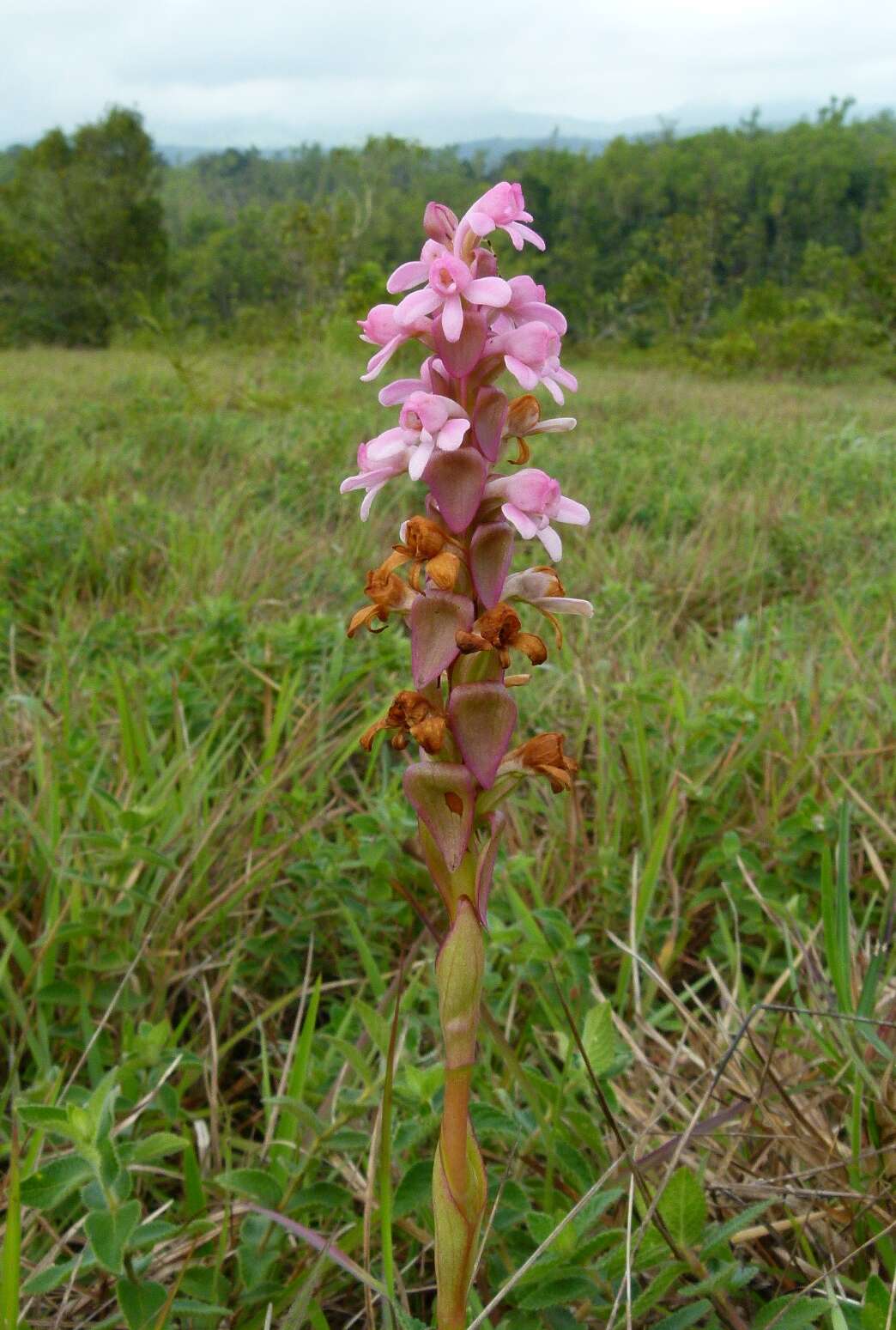 Image of Satyrium nepalense D. Don