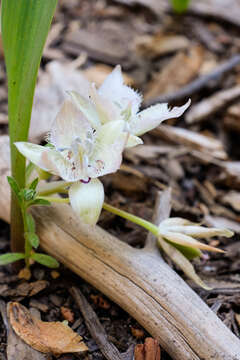 صورة Calochortus westonii Eastw.