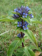 Image of Cross gentian