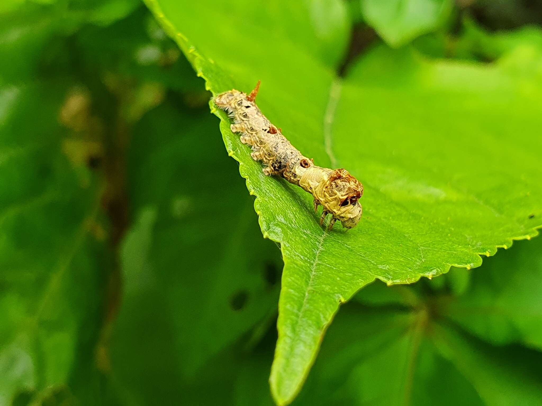 Image de Bombyx mandarina formosana (Matsumura 1927)