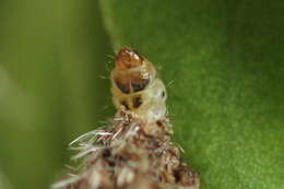 Imagem de Coleophora saturatella Stainton 1850