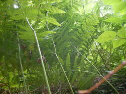 Image of Bracken