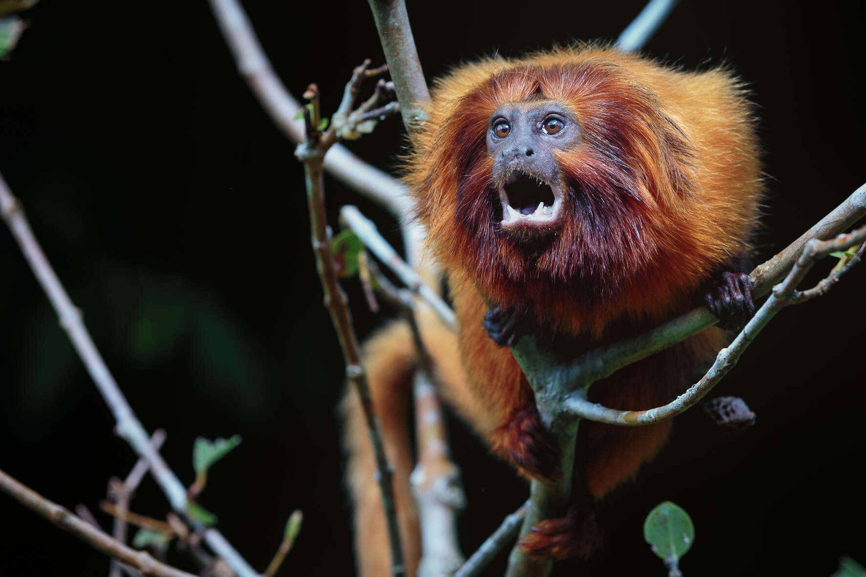 Image of Golden Lion Tamarin