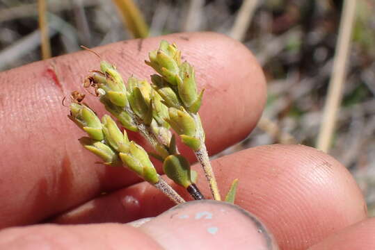 Image of Veronica pimeleoides subsp. pimeleoides