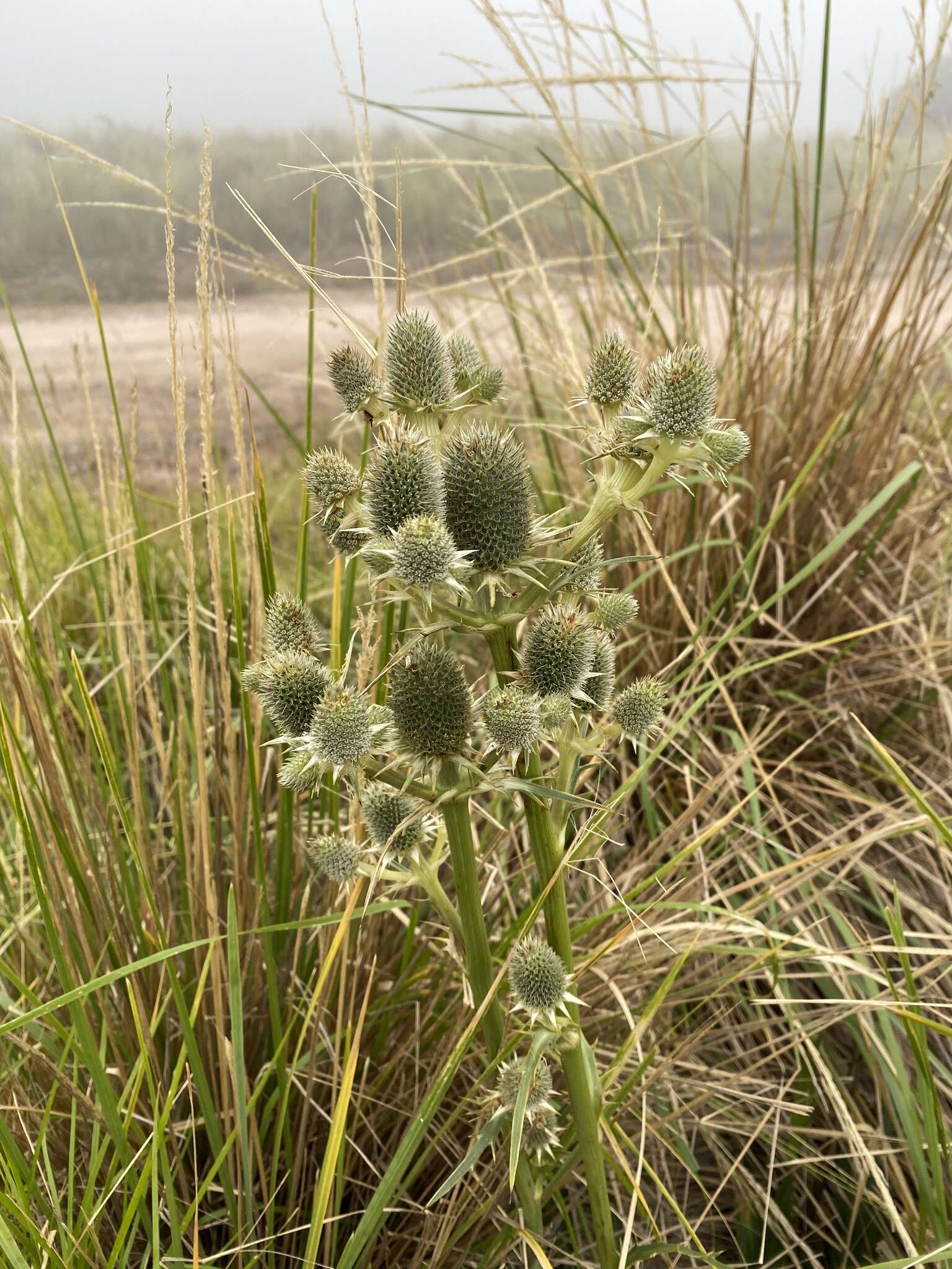 Image of Eryngium agavifolium Griseb.