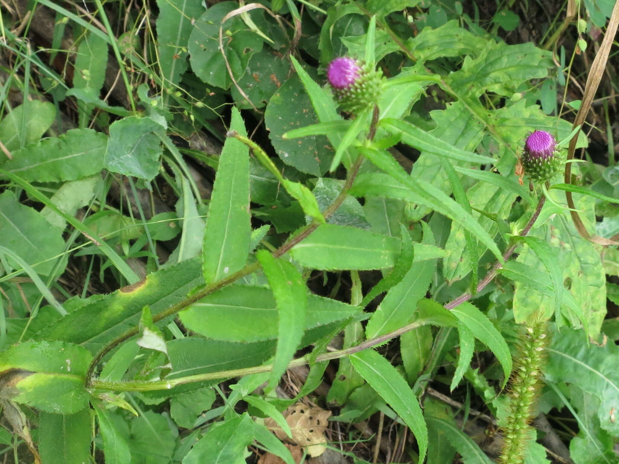 Слика од Cirsium vlassovianum Fisch. ex DC.