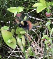 Image of Bombus monticola Smith 1849