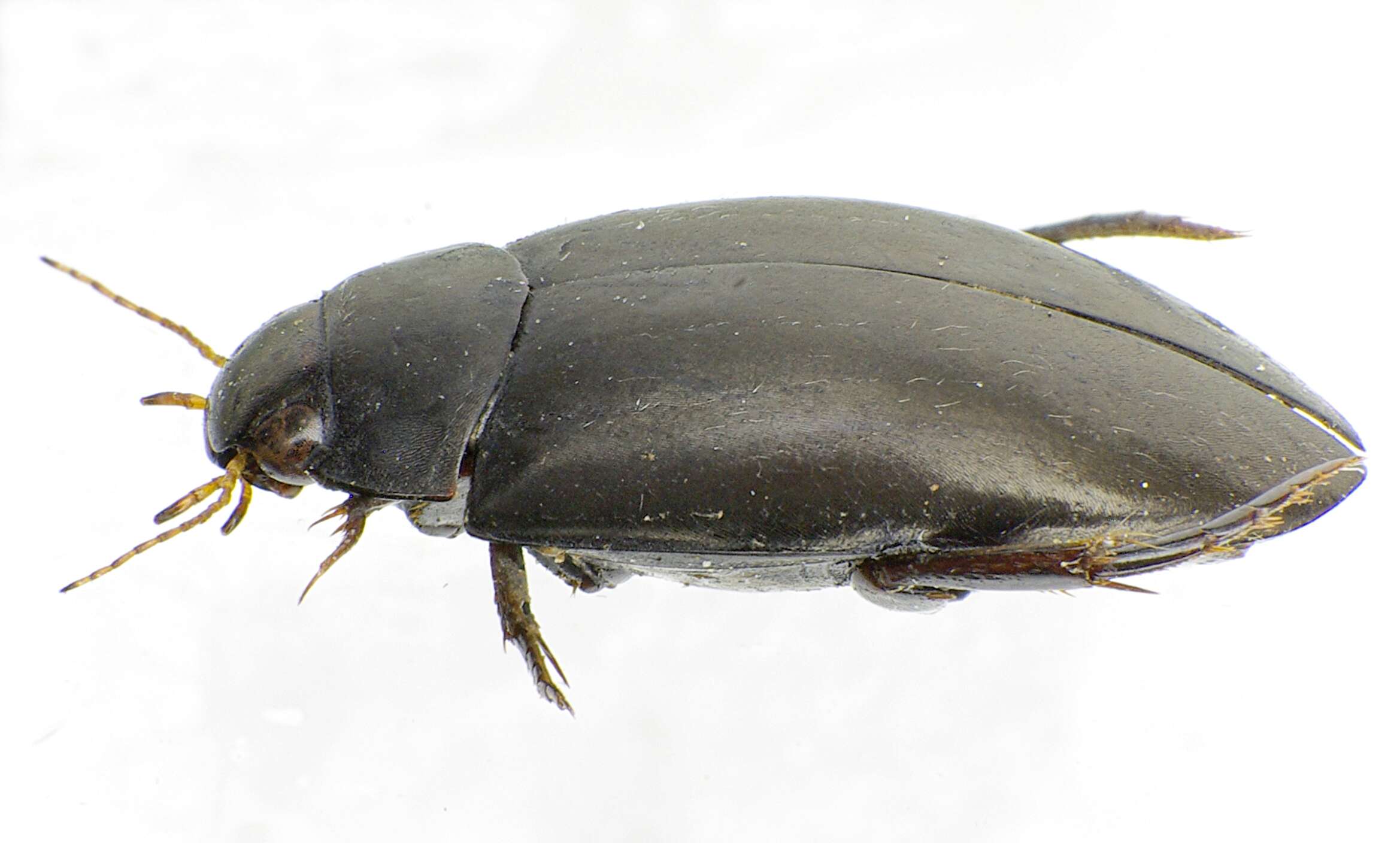 Image of Agabus (Gaurodytes) bipustulatus (Linnaeus 1767)