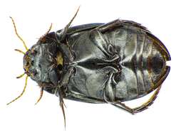 Image of Agabus (Gaurodytes) bipustulatus (Linnaeus 1767)