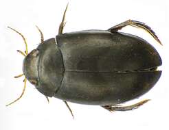 Image of Agabus (Gaurodytes) bipustulatus (Linnaeus 1767)