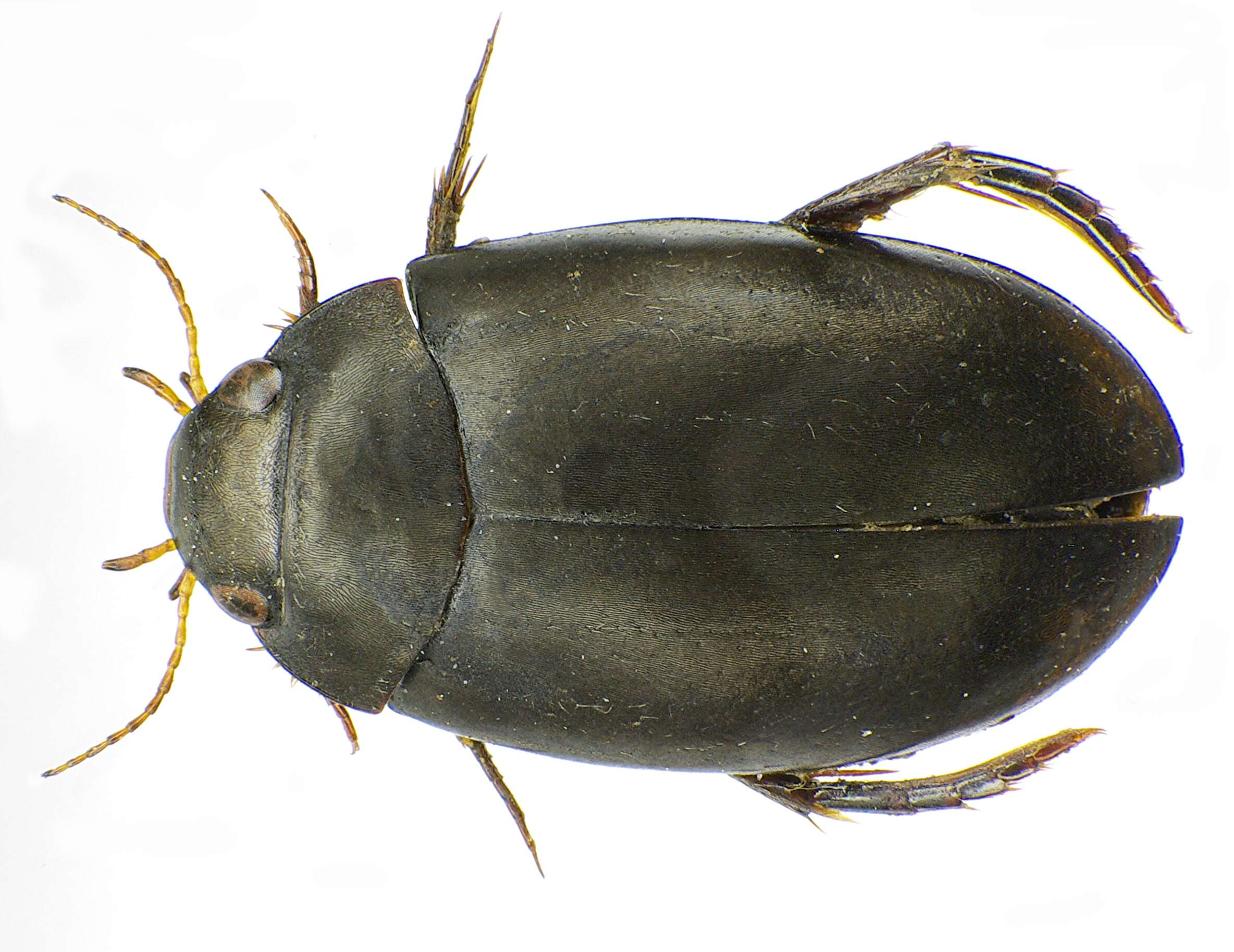 Image of Agabus (Gaurodytes) bipustulatus (Linnaeus 1767)