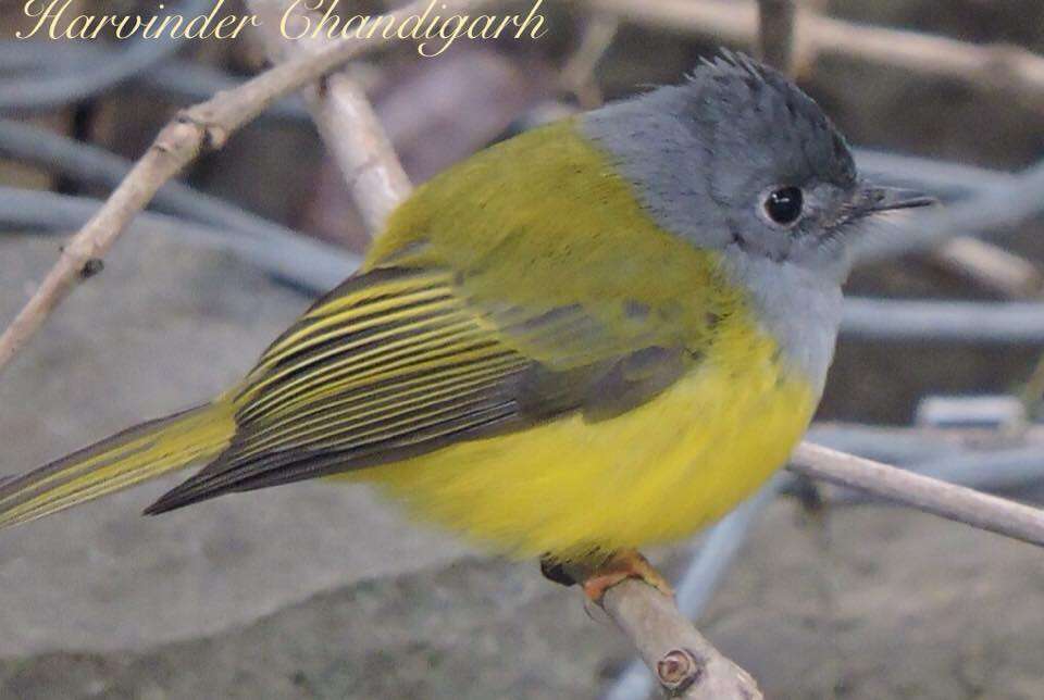 Image of Canary-flycatcher