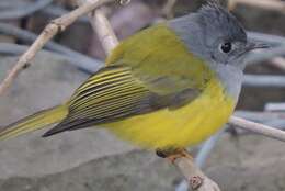 Image of Canary-flycatcher