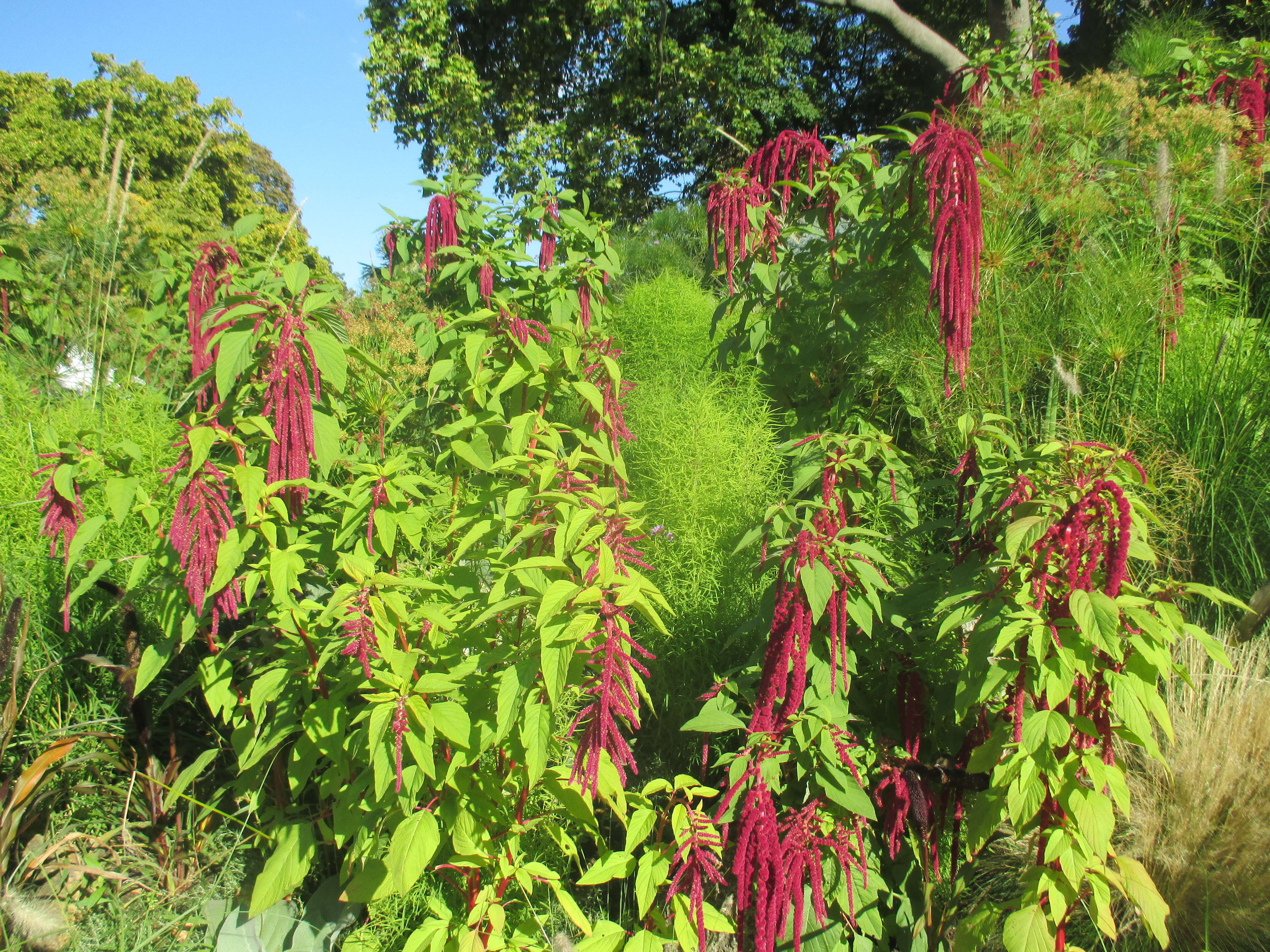 Imagem de Amaranthus caudatus L.